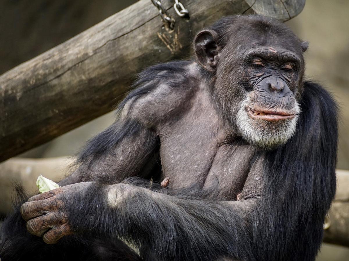 chimpanzee-3707271_1280.jpg